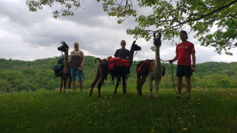Hike With Llamas At Midwest Llama Packing At Kickapoo Valley Reserve In Wisconsin