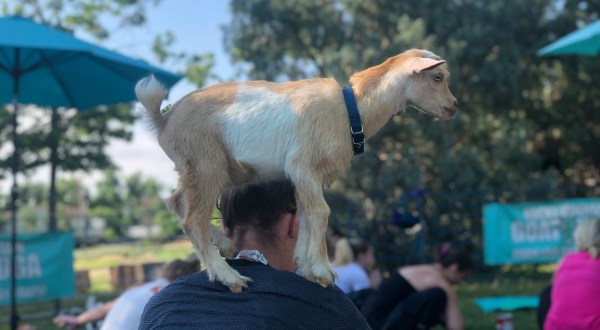 You Can Watch Movies While Cuddling Goats At The Epic Goatflix And Chill In Colorado