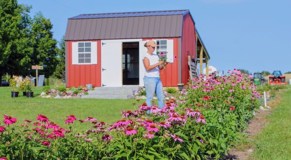 A Colorful U-Pick Flower Farm, 31 Petals In Michigan Is Like Something From A Dream