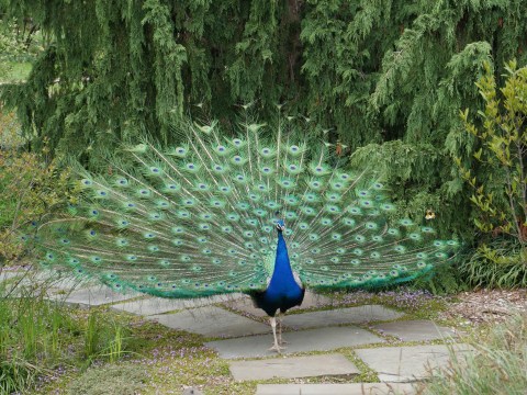 Stroll Among Peacocks And Wildflowers When You Visit Kingwood Center Gardens In Ohio
