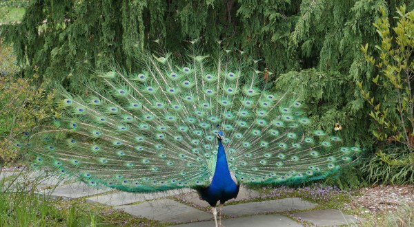 Stroll Among Peacocks And Wildflowers When You Visit Kingwood Center Gardens In Ohio
