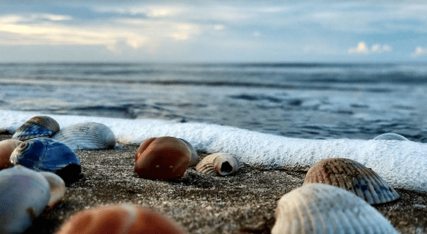 Hunt For Seashells On The Beautiful Rutherford Beach In Louisiana