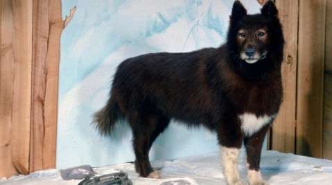 Balto, One Of The Most Famous Dogs In American History, Has An Unusual Connection To Cleveland