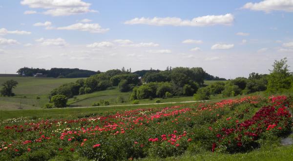 Get Lost In This Beautiful 54-Acre Peony Farm In Minnesota