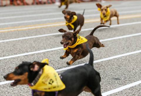 Eat Hot Dogs And Play With Puppies At Huntington's Hot Dog Festival In West Virginia