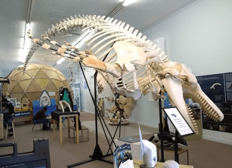 There Are 5 Quirky Museums Hiding In The Small Town Of Fort Bragg, California
