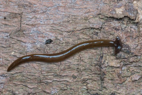 Be On The Lookout For A New Invasive Species Of Worm In Alabama This Year