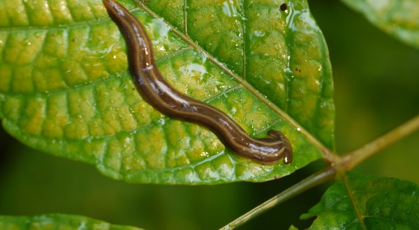 Keep An Eye Out For An Invasive Species Of Worm In Maryland