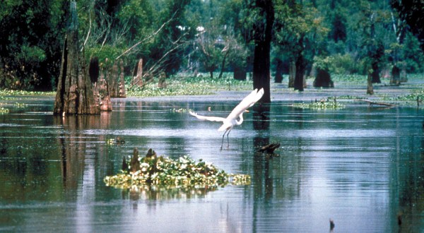 The Unique, Out-Of-The-Way Wetlands In Louisiana That’s Always Worth A Visit