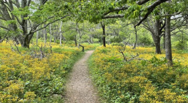 Surround Yourself With Wildflowers On Story Of The Forest Trail In Shenandoah National Park