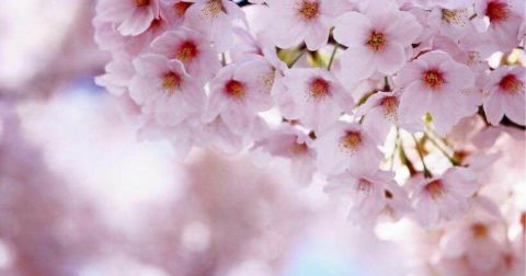 The Fort Wayne Cherry Blossom Festival In Indiana Is Back For Its 14th Year Of Fun & Festivities
