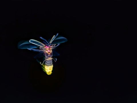 Synchronous Fireflies In South Carolina Are A Natural Wonder You Can Only Experience For A Few Weeks Each Year