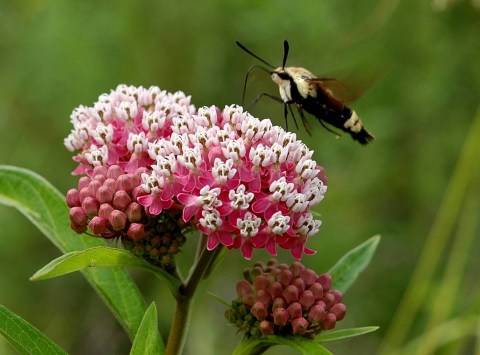 The 1.7-Million Sq. ft. Cressmoor Prairie In Indiana Is A Plant Lover's Paradise