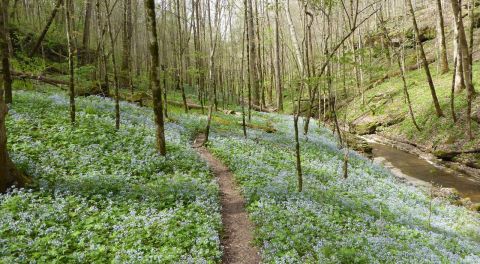 Taylor Hollow, A Nature Preserve In Tennessee, Will Be In Full Bloom Soon And It’s An Extraordinary Sight To See
