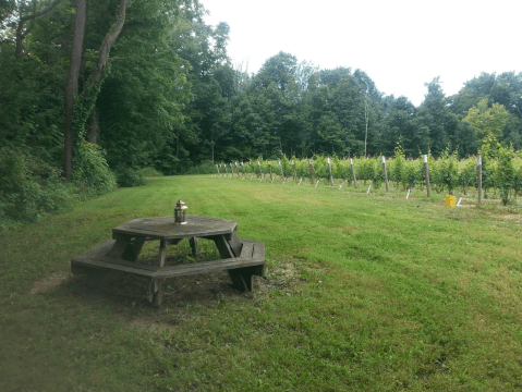 You Can Camp Overnight At This Remote Vineyard In Michigan