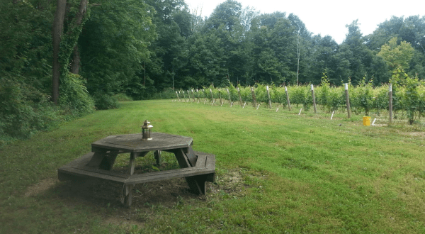 You Can Camp Overnight At This Remote Vineyard In Michigan