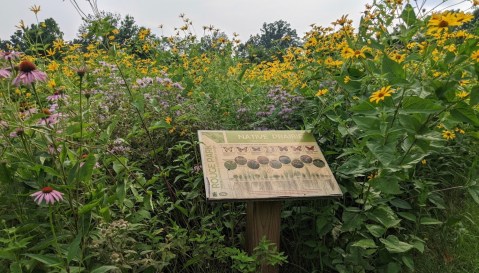 This Easy Wildflower Hike In Detroit Will Transport You Into A Sea Of Color