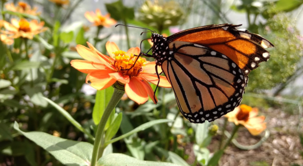 This Beautiful Butterfly House Near Detroit Is A Magical Way To Spend An Afternoon