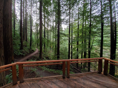 Ogle More Than 2,300 Species Of Trees At This Incredible Arboretum In Portland, Oregon