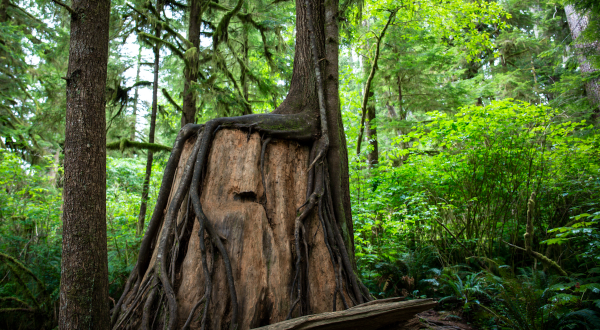 The Most Beautiful Rain Forest In America Is Right Here In Washington… And It Isn’t The Hoh Rain Forest