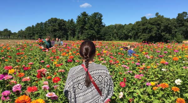 A Colorful U-Pick Flower Farm, Parlee Farms In Massachusetts Is Like Something From A Dream