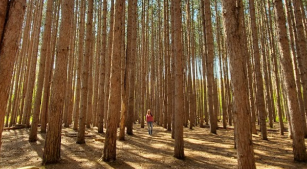 Explore One Of The Rarest Ecosystems In The World At Oak Openings Metropark In Ohio