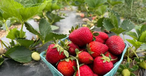 These 5 Pick-Your-Own-Strawberry Farms Near Nashville Are Guaranteed Fun For The Whole Family