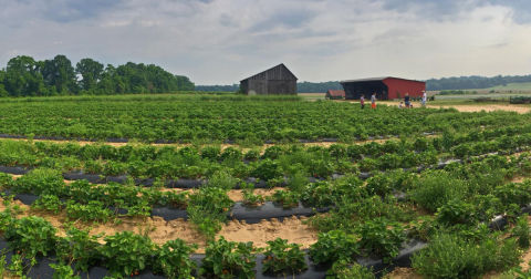 Here Are The 7 Sweetest Places To Go Berry Picking In Maryland