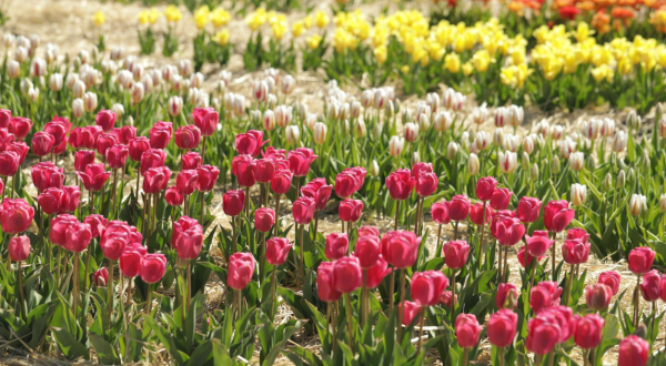 Wicked Tulips Flower Farm In Connecticut Will Be In Full Bloom Soon And It’s An Extraordinary Sight To See