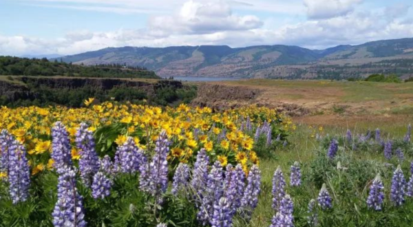 9 Easy And Beautiful Spring Hikes Everyone In Oregon Will Love