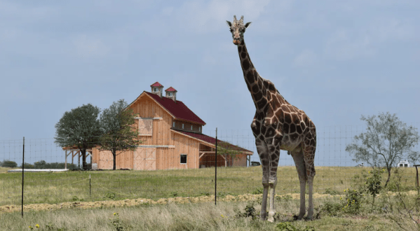 This Airbnb On A Giraffe Sanctuary In Texas Is One Of The Coolest Places To Spend The Night