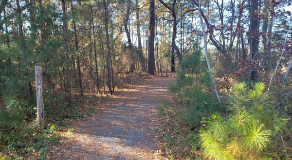 The Easy 1.4-Mile Seahawk Nature Trail Will Lead You Through The Delaware Forest