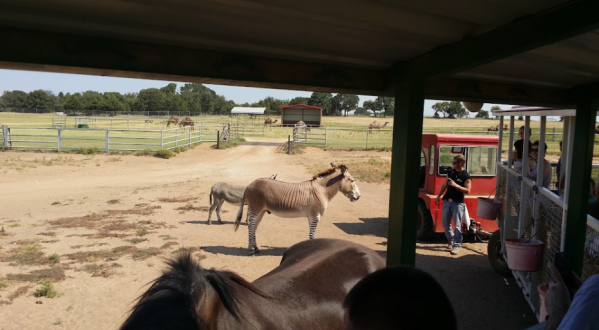 Take A Tram Ride Through Hundreds Of Exotic Animals At Sharkarosa Wildlife Ranch In Texas