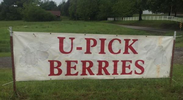 Pick Your Own Strawberries At This Charming Farm Hiding In Arkansas