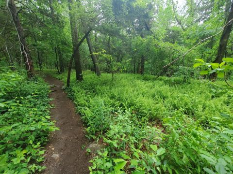 Take A Hike Through The Rhode Island Woods That Are Like A Fairy Tale