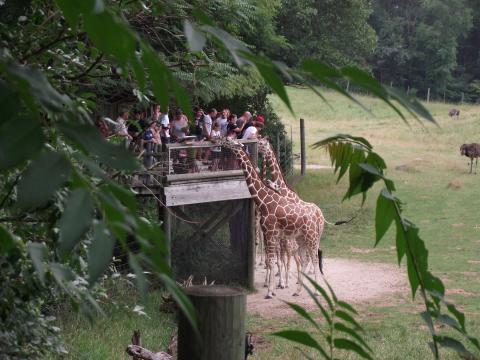 You Can Meet And Feed Giraffes At Binder Park Zoo In Michigan