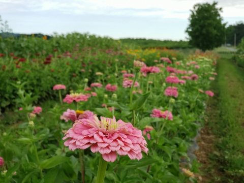 A Colorful U-Pick Flower Farm, Orr's Farm In West Virginia Is Like Something From A Dream