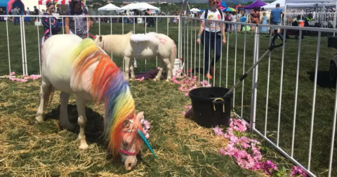 There Is Such A Thing As A Unicorn Festival In Colorado And It Is As Magical As It Sounds