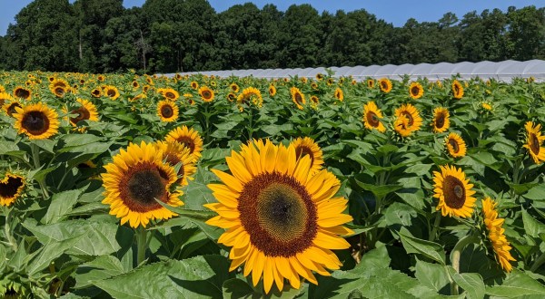 This Colorful You-Pick Flower Farm In Delaware Is Like Something From A Dream