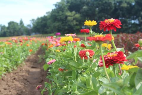 A Colorful U-Pick Flower Farm, Durr's Bluebox Produce, In New Jersey Is Like Something From A Dream