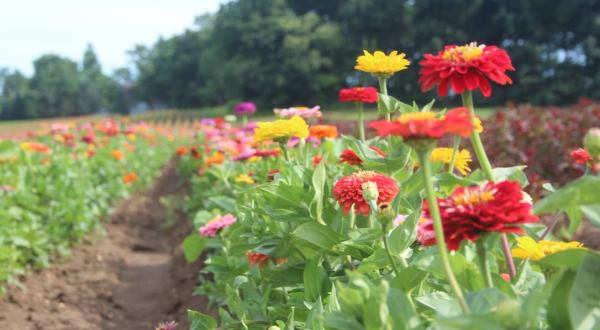 A Colorful U-Pick Flower Farm, Durr’s Bluebox Produce, In New Jersey Is Like Something From A Dream