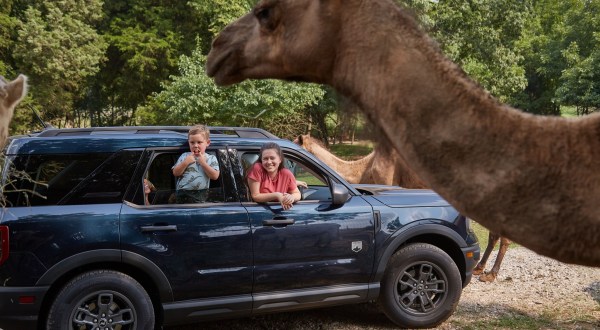 You Wouldn’t Expect To Find A Safari Park In The Middle Of Kentucky Amish Country