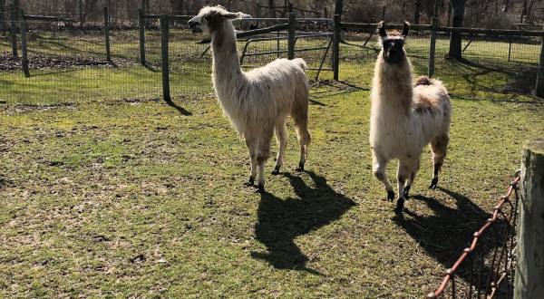 This Airbnb On A Llama Farm In Michigan Is One Of The Coolest Places To Spend The Night