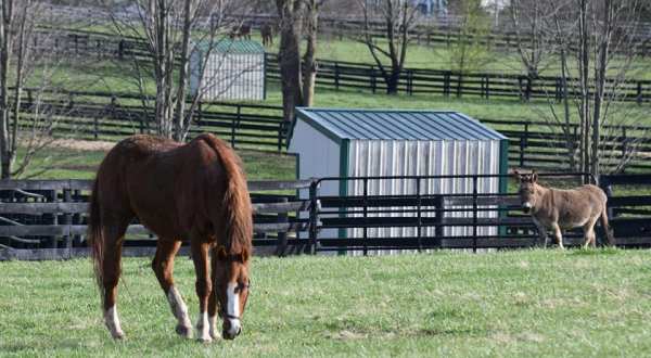 Visit Retired Kentucky Race Horses At This Thoroughbred Sanctuary In Georgetown, Kentucky