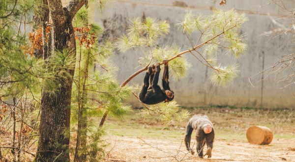 The Largest Chimpanzee Sanctuary In The U.S. Is In Louisiana, And It’s Magical