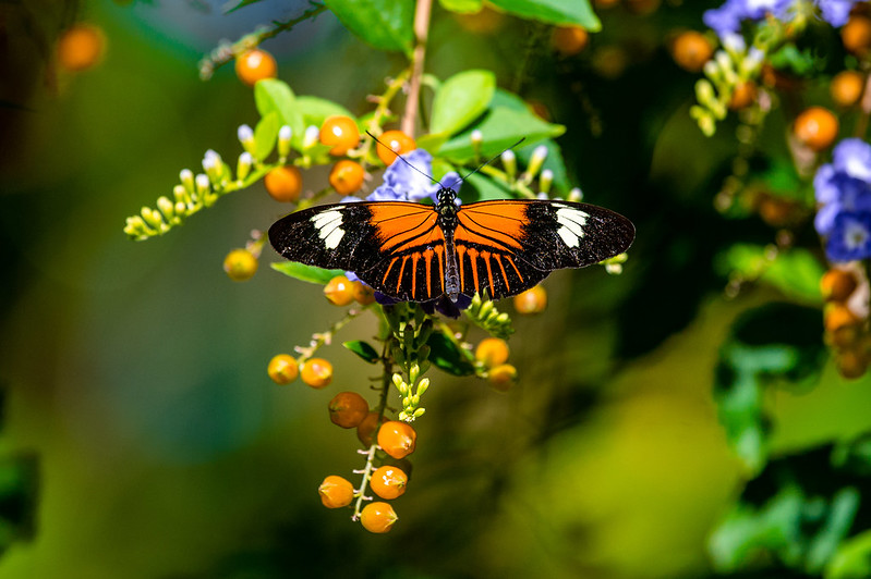 Photo of Cleveland tiene un jardín botánico increíble y una casa de mariposas.