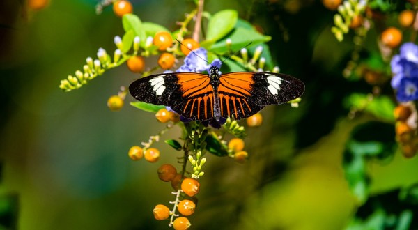 The Butterfly Forest In Cleveland That’s The Perfect Family Destination