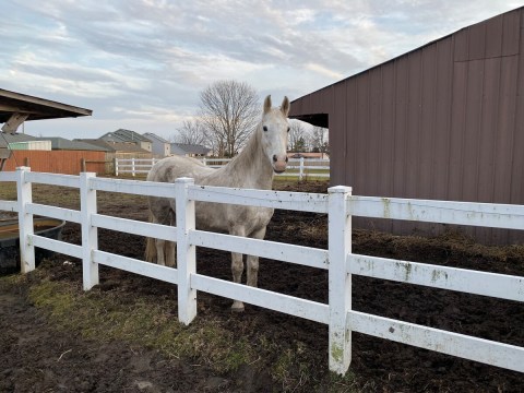 This Airbnb On A Horse Farm In Indiana Is One Of The Coolest Places To Spend The Night