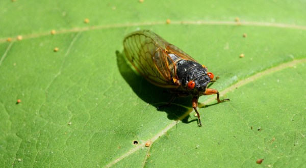 Beware Of Brood X Cicadas Coming To Maryland This Year… Again