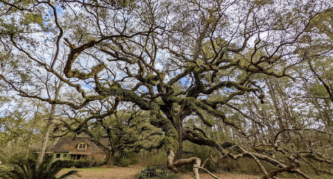 There's Nothing Quite As Magical As The Ancient Oaks And Mystifying Statue You'll Find At Twelve Oaks Nature Preserve In Mississippi